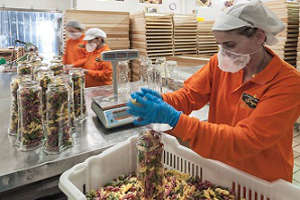 Fabbrica della pasta di Gragnano, lavorazione Lavorazione alla Fabbrica della pasta di Gragnano