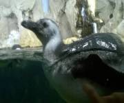 acquario_di_genova_pinguini